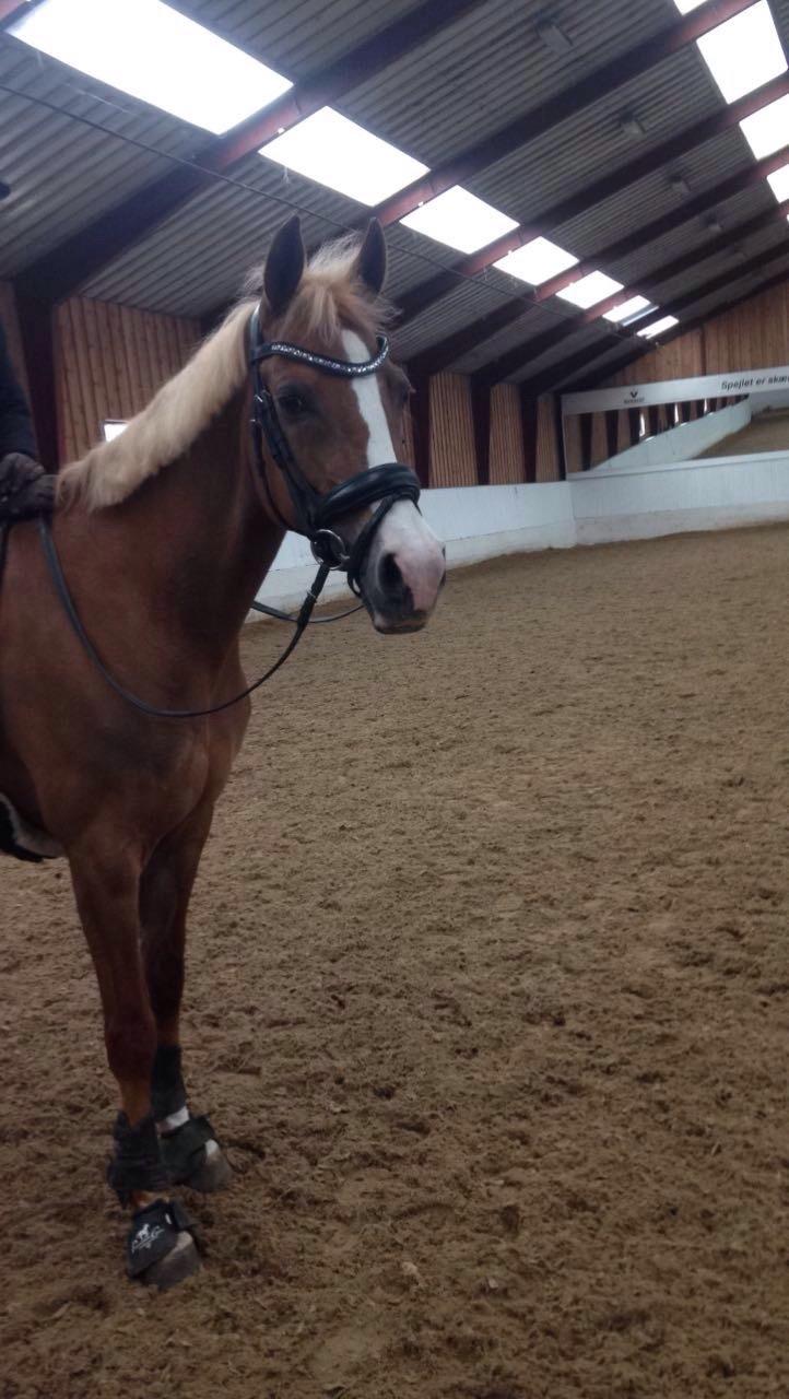 Welsh Partbred (Sec F) Madonna billede 4