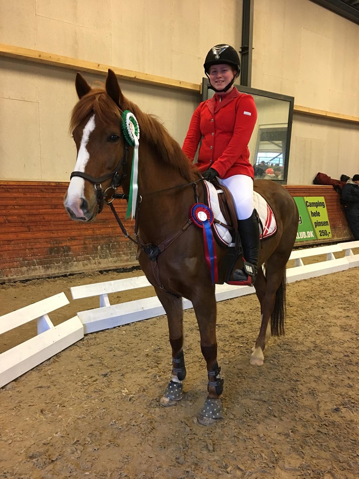 New Forest Beatrice billede 21