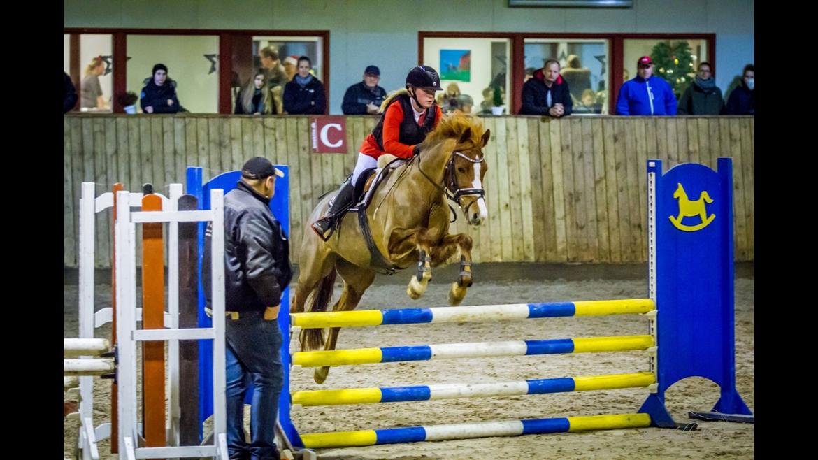 New Forest Beatrice billede 22