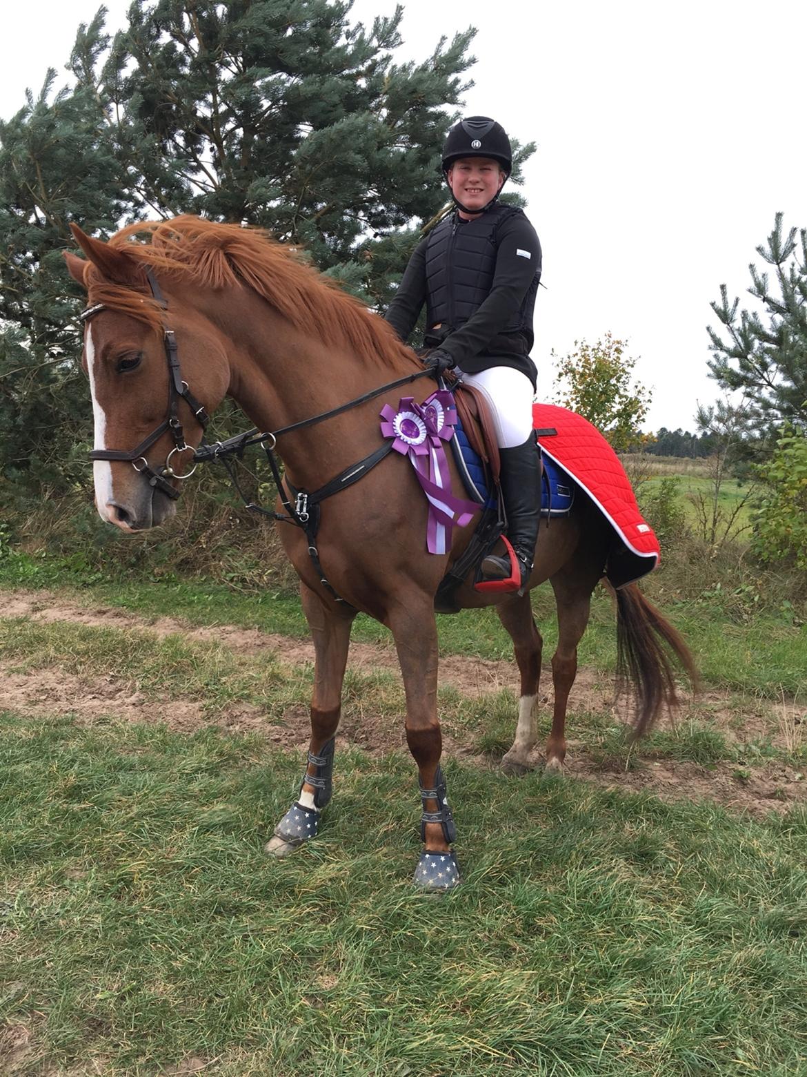 New Forest Beatrice billede 25