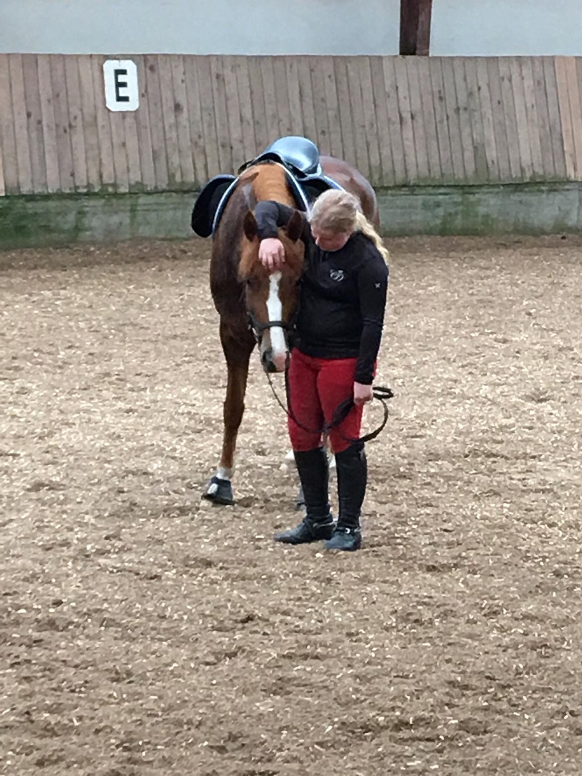 New Forest Beatrice billede 28