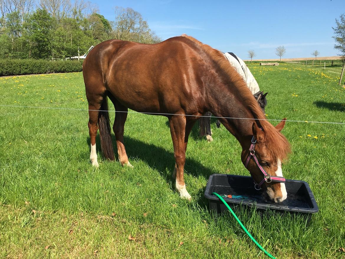 New Forest Beatrice billede 29