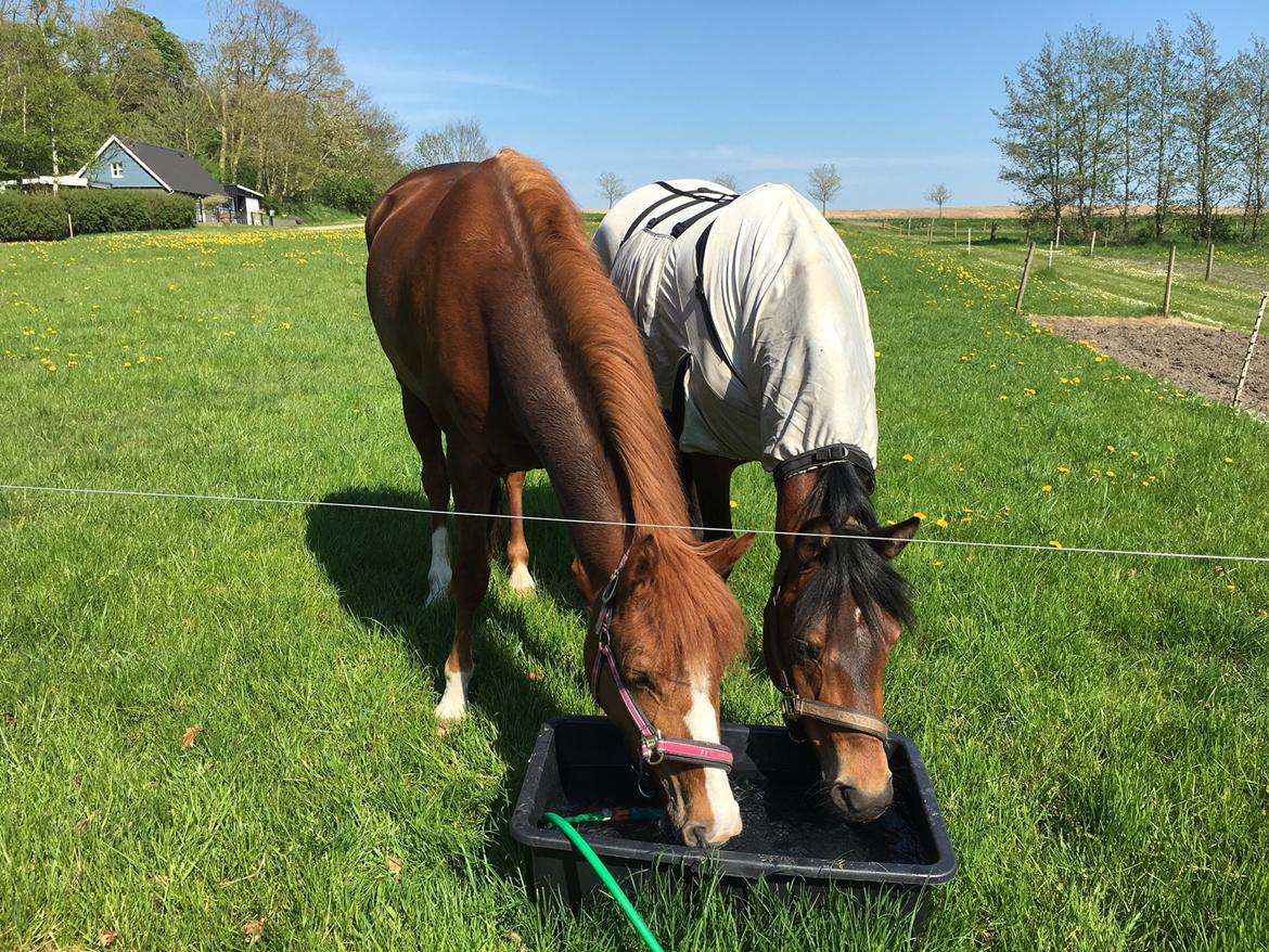 New Forest Beatrice billede 30