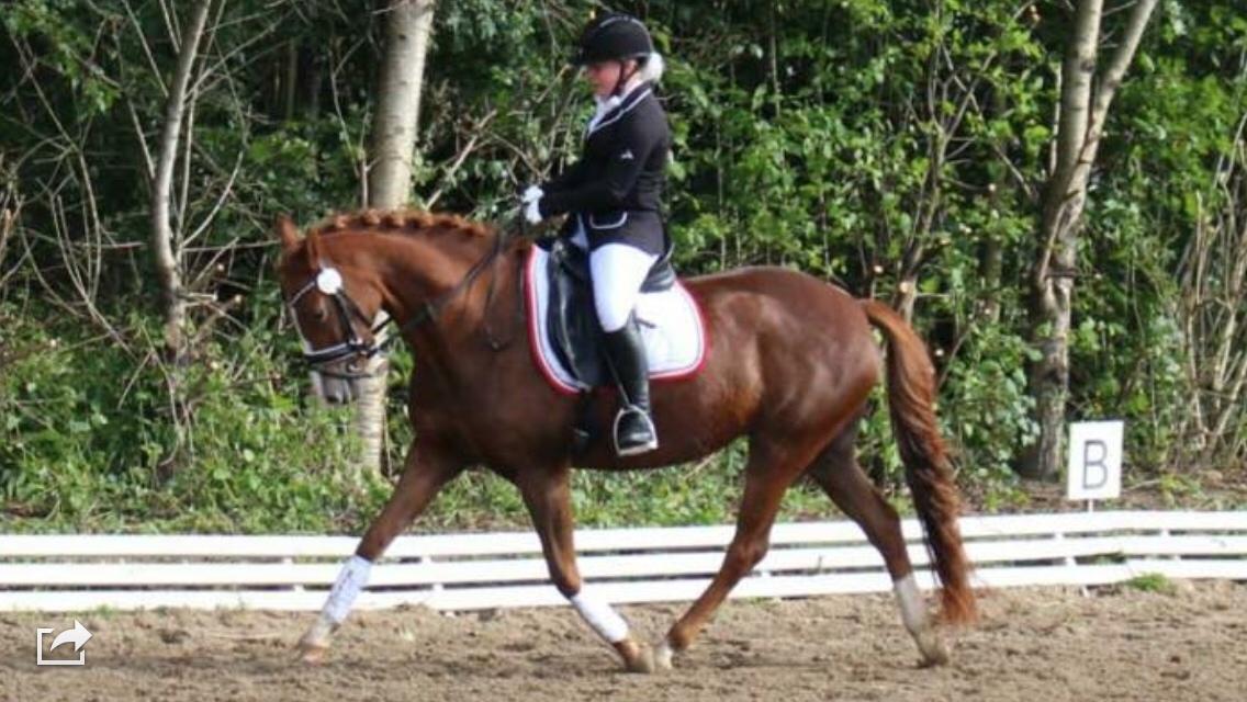 New Forest Beatrice billede 34