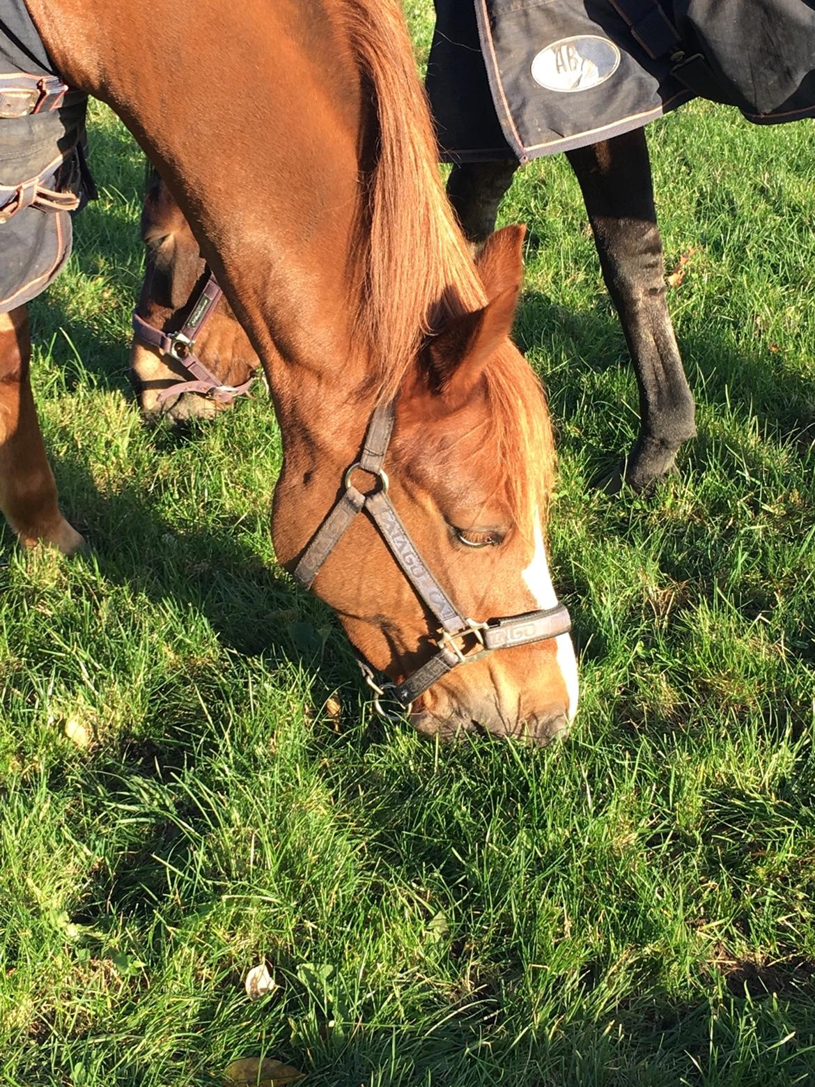 New Forest Beatrice billede 35