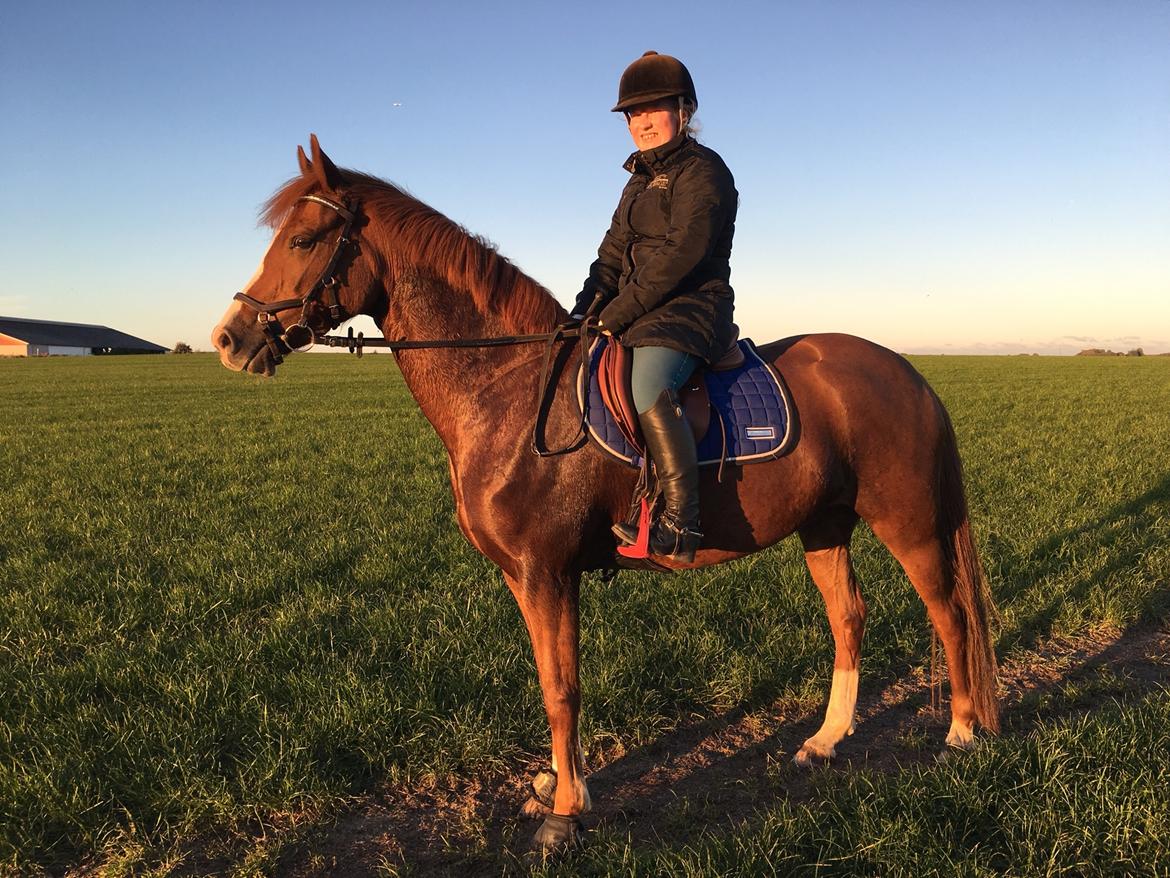 New Forest Beatrice billede 36