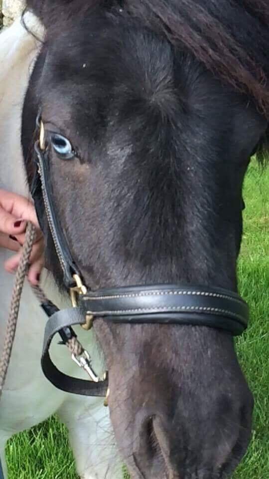 Shetlænder Izmo billede 19