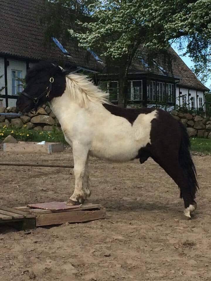 Shetlænder Izmo billede 20