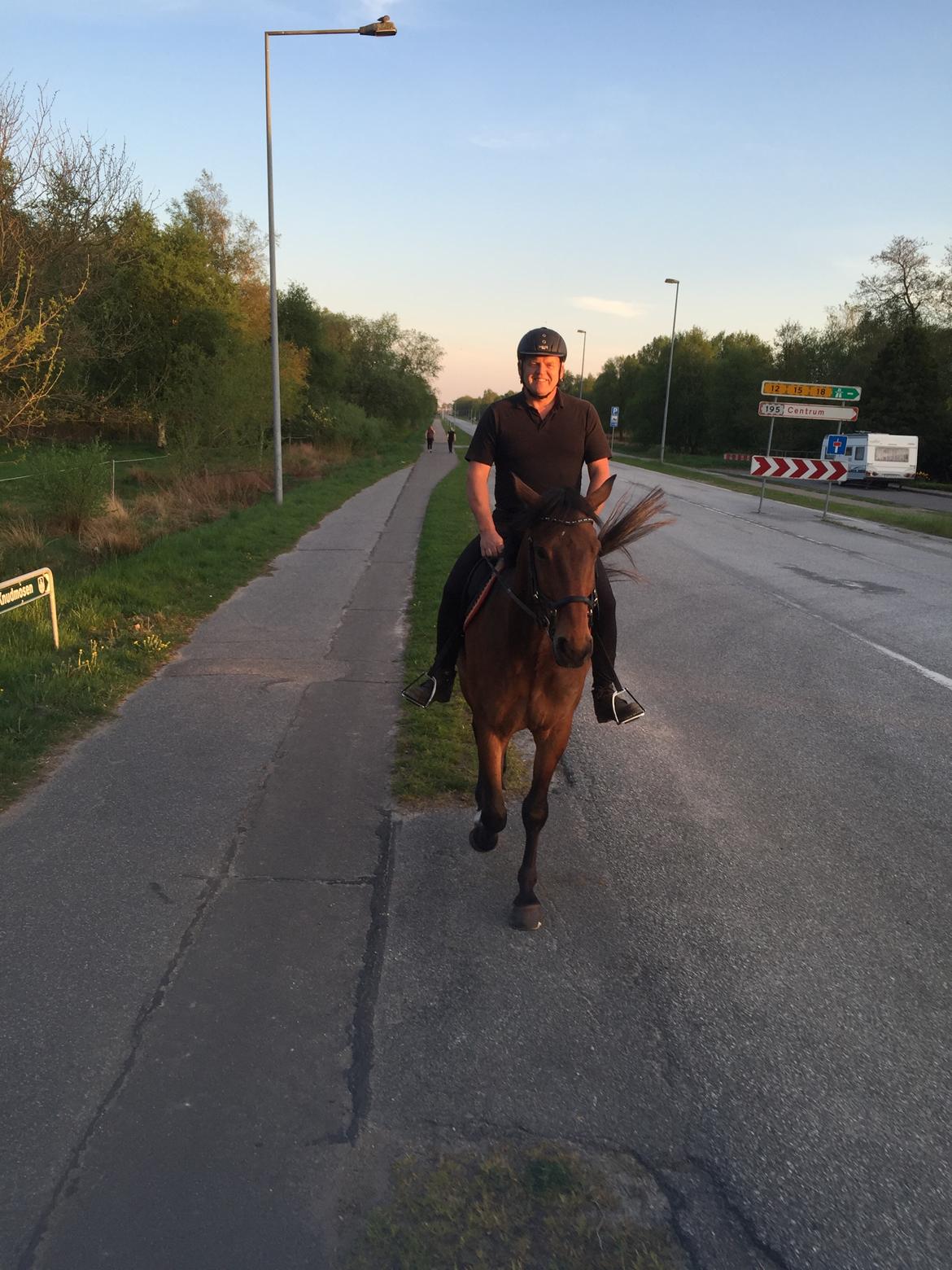 Dansk Varmblod Nicolai-høj billede 7