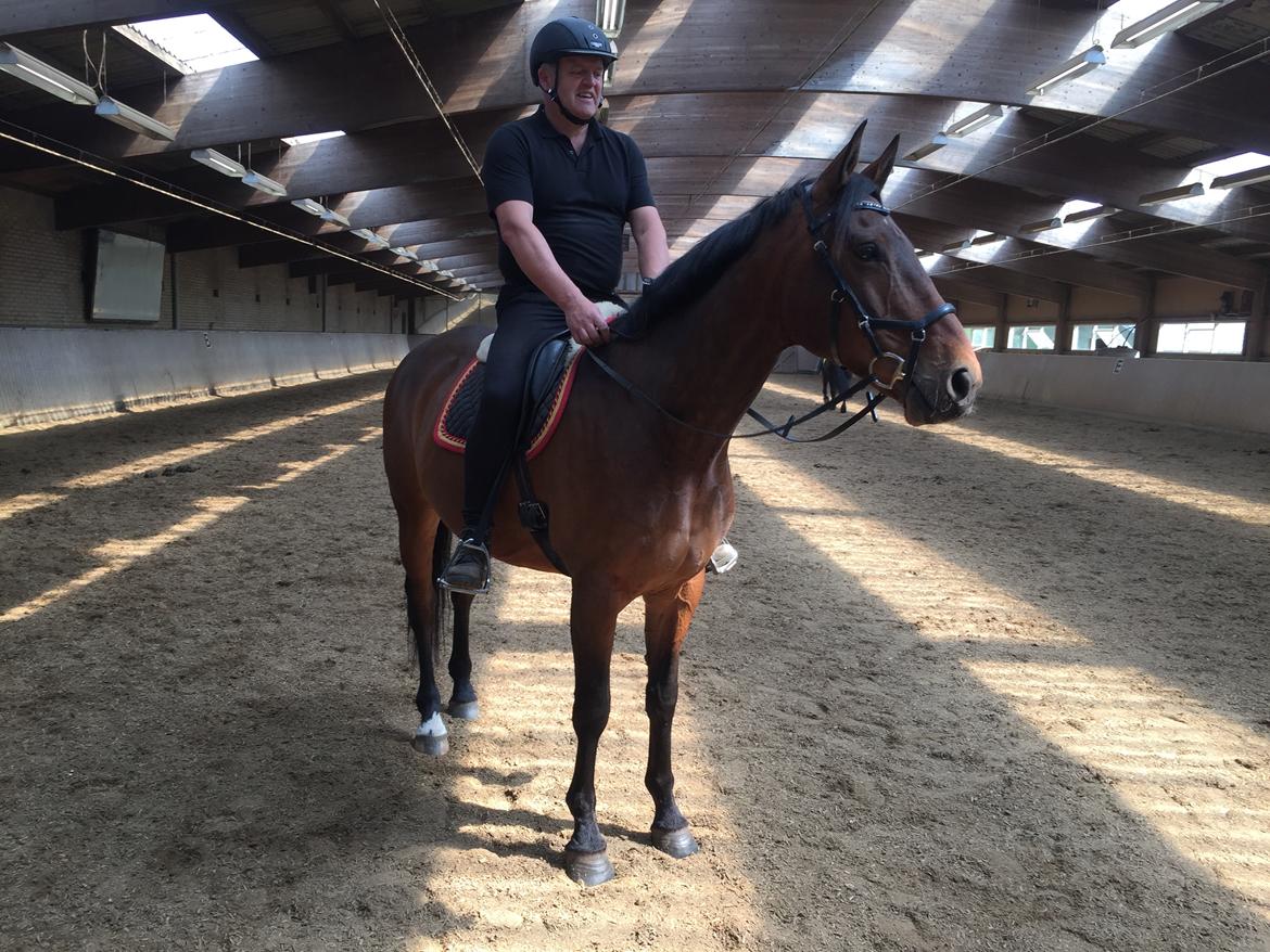 Dansk Varmblod Nicolai-høj billede 24