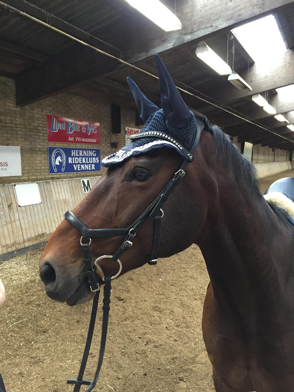 Dansk Varmblod Nicolai-høj billede 22