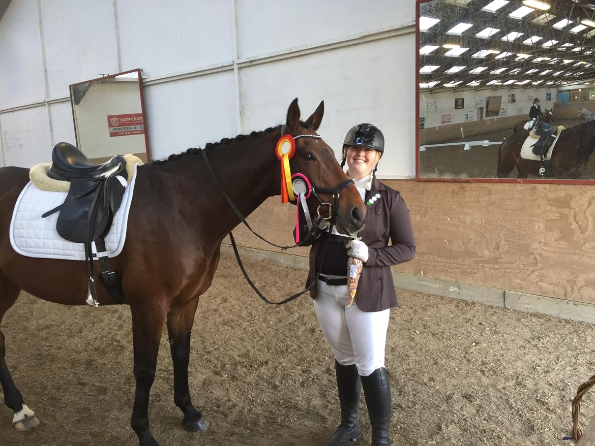 Dansk Varmblod Nicolai-høj billede 13