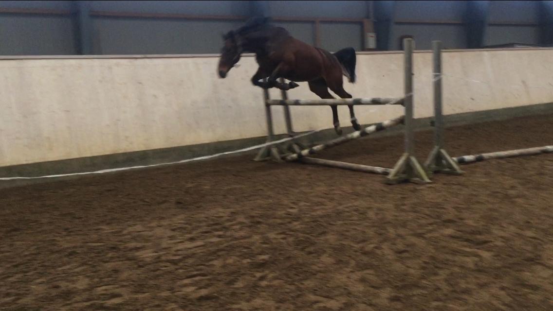 Dansk Varmblod Nicolai-høj billede 4