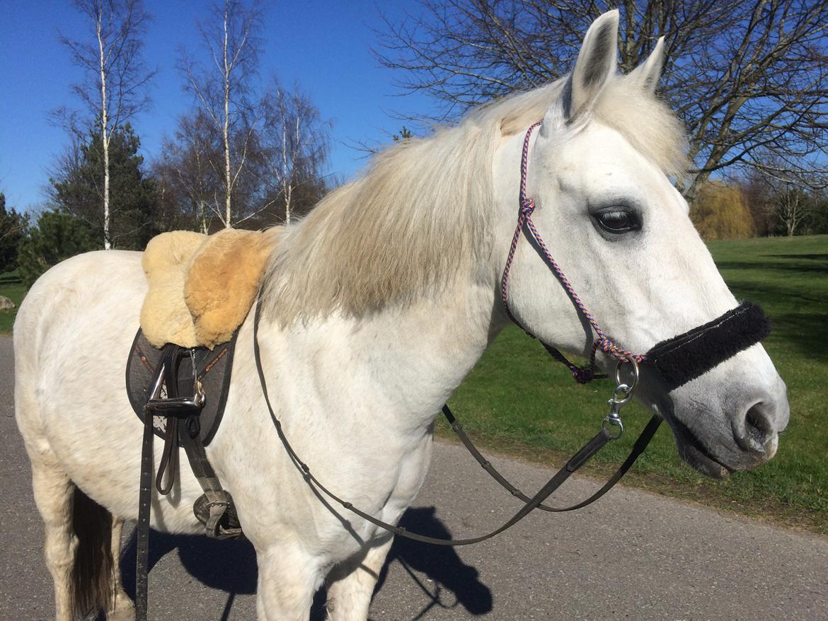 Anden særlig race - Ullive [Udlånt] billede 18