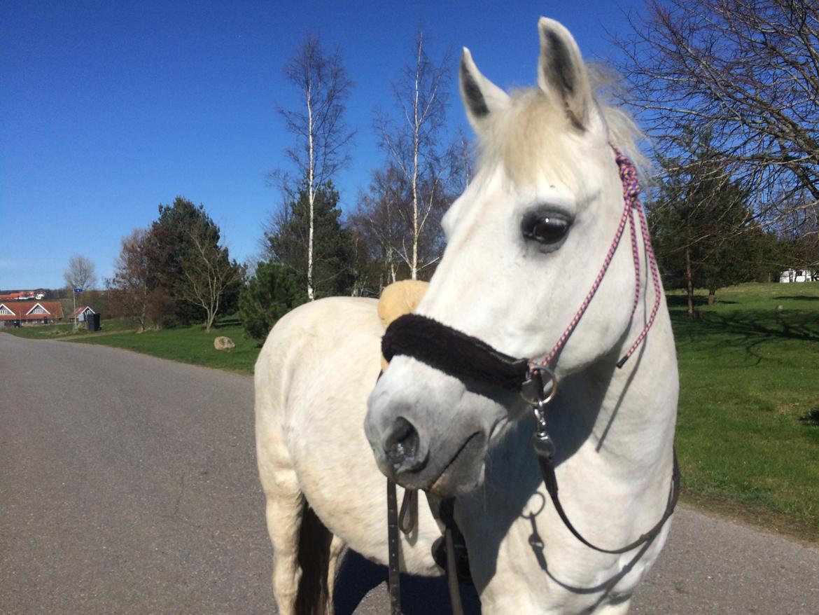 Anden særlig race - Ullive [Udlånt] billede 14