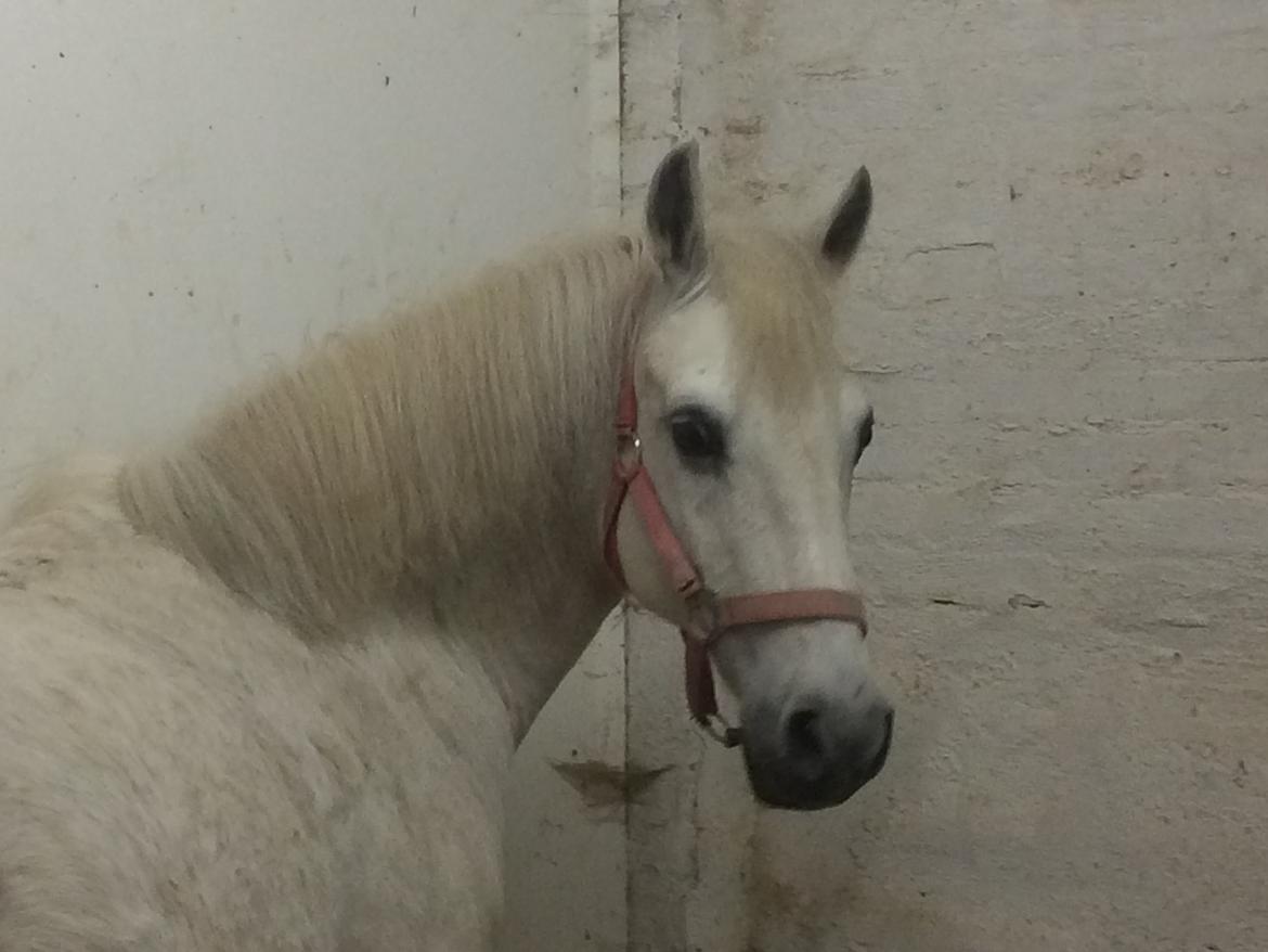 Anden særlig race - Ullive [Udlånt] billede 16