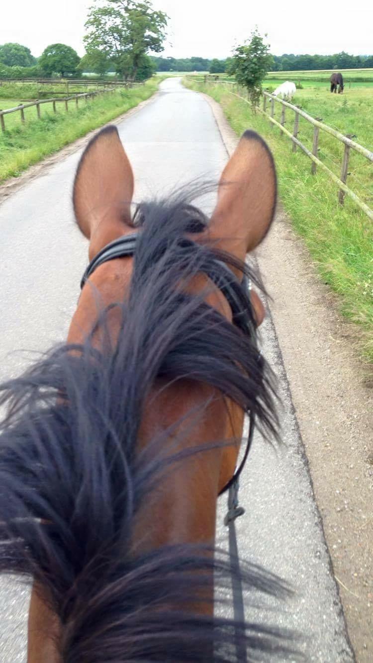 Dansk Varmblod Desire billede 9