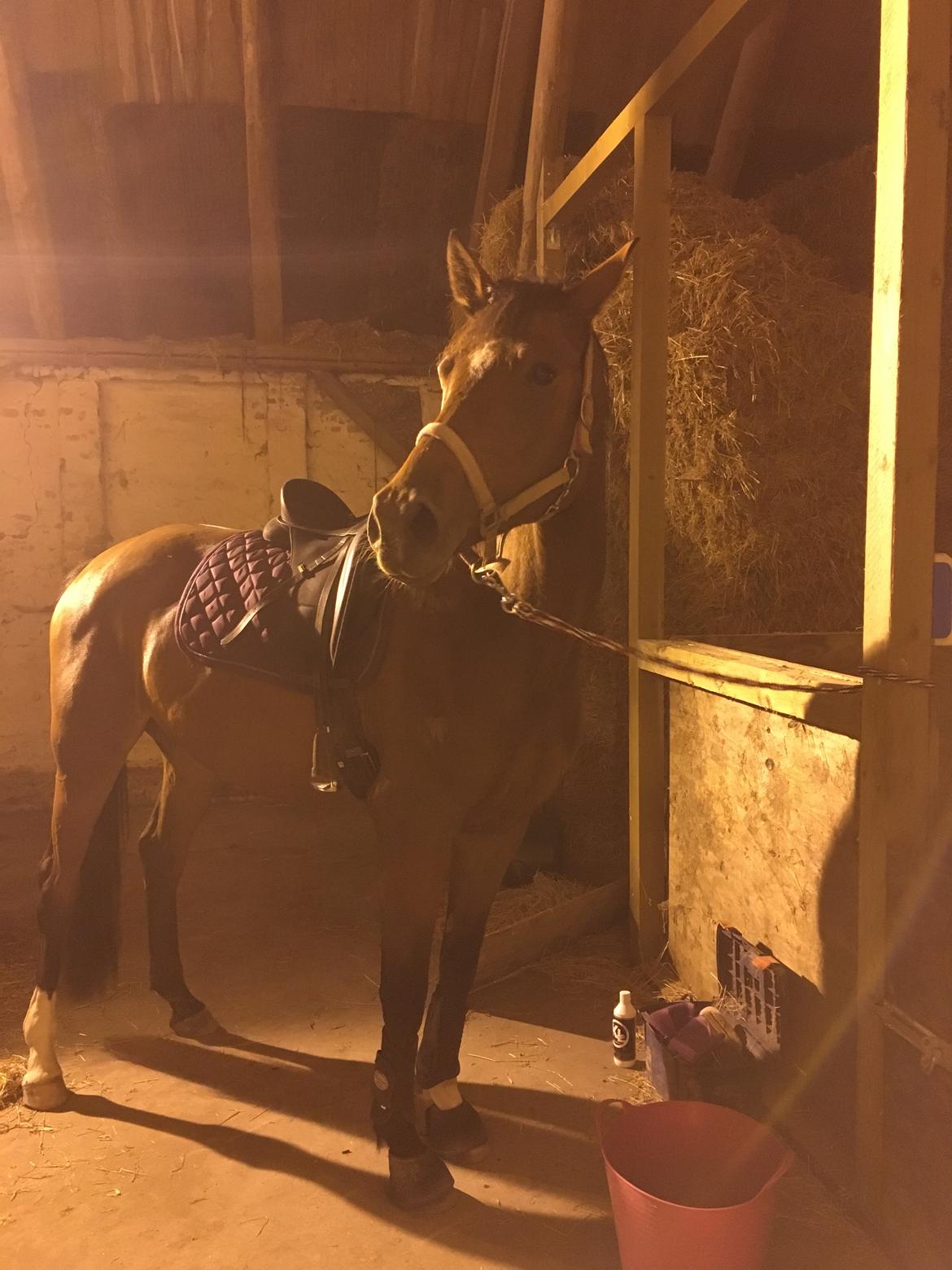 Dansk Varmblod Desire billede 6