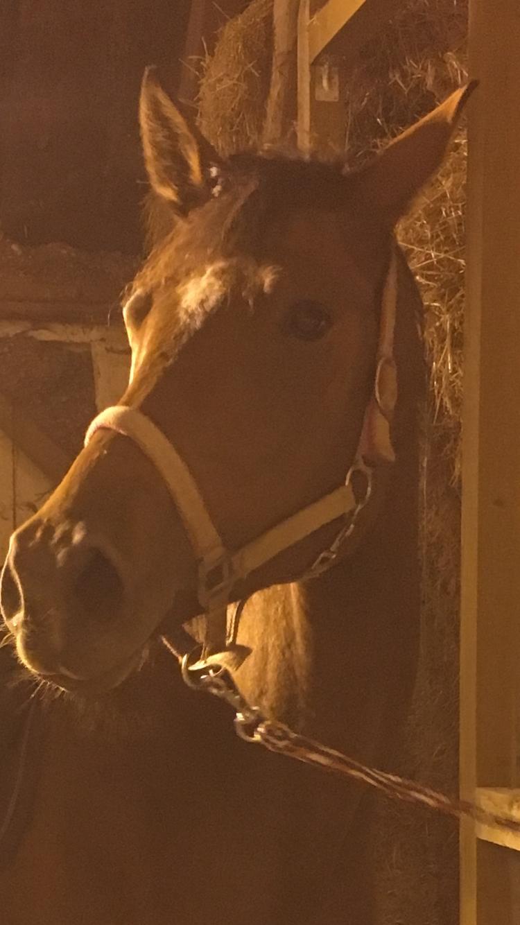 Dansk Varmblod Desire billede 7