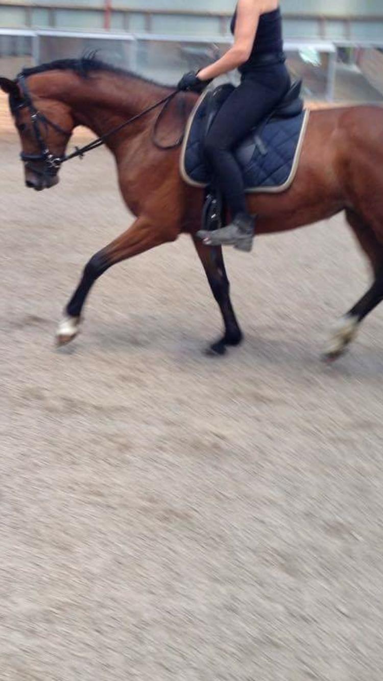 Dansk Varmblod Desire billede 3