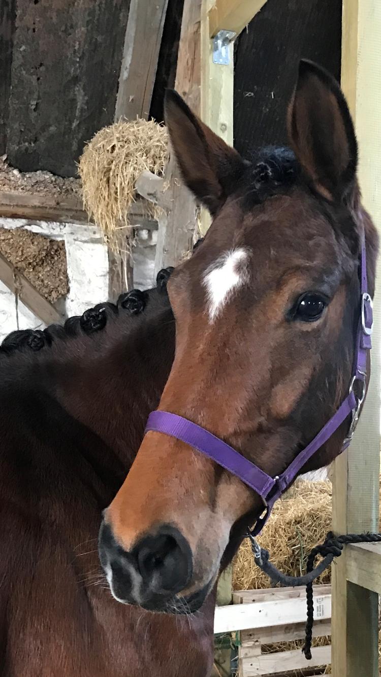 Dansk Varmblod Desire billede 17