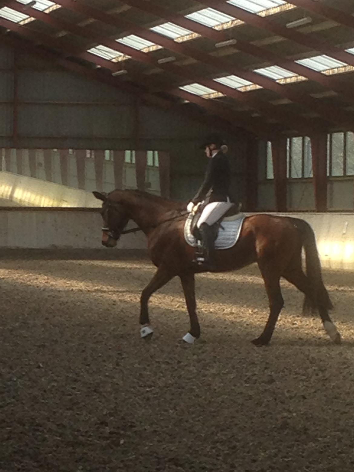 Dansk Varmblod Desire billede 5