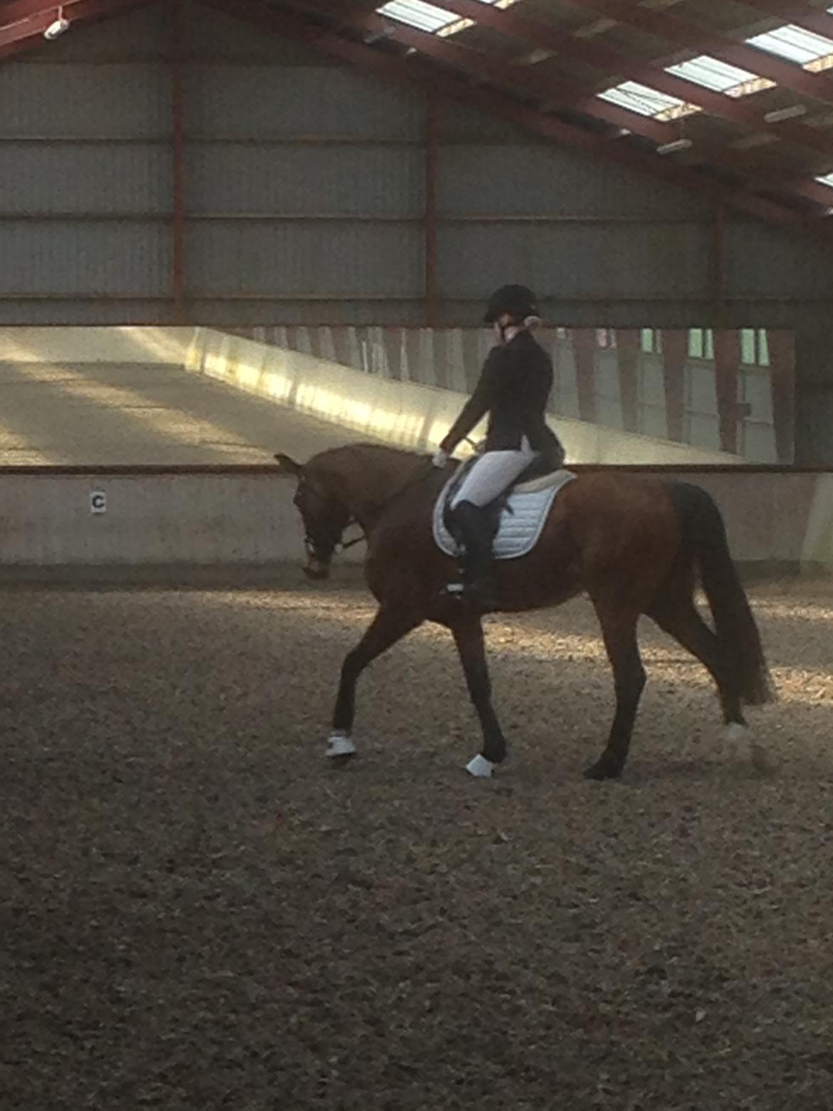 Dansk Varmblod Desire billede 4