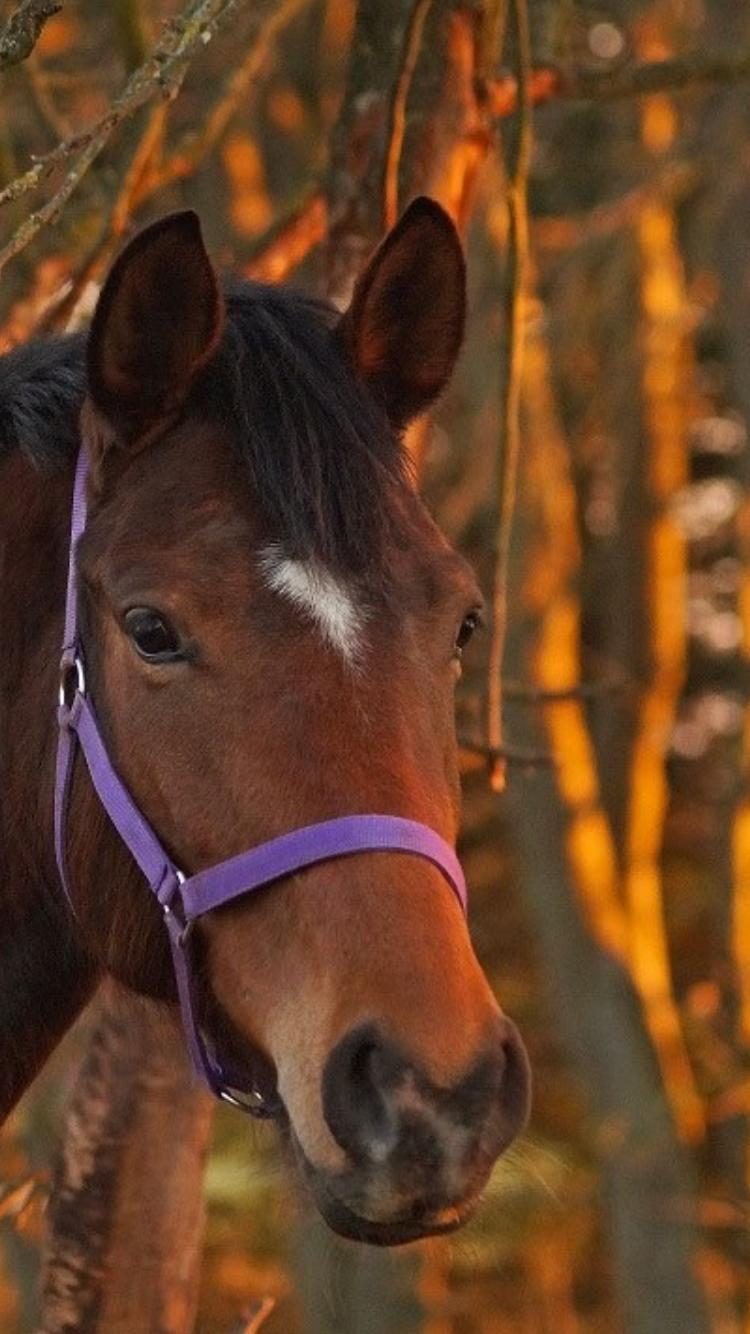 Dansk Varmblod Desire billede 1