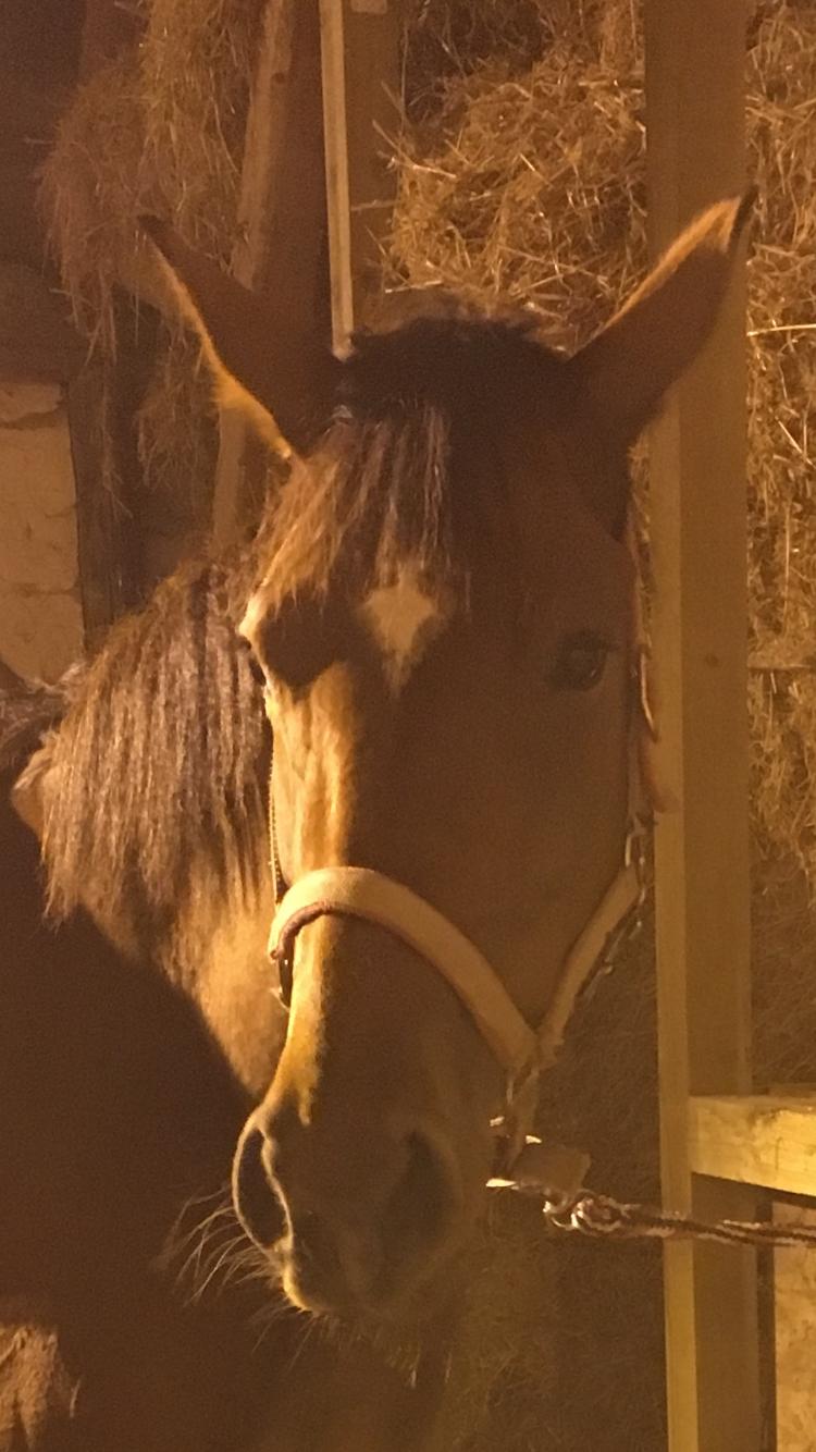 Dansk Varmblod Desire billede 8