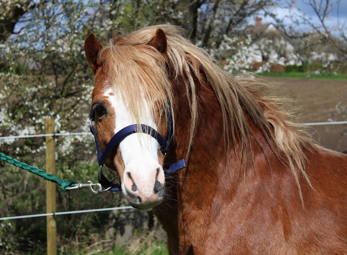 Welsh Mountain (sec A) Fakla Calypso billede 3