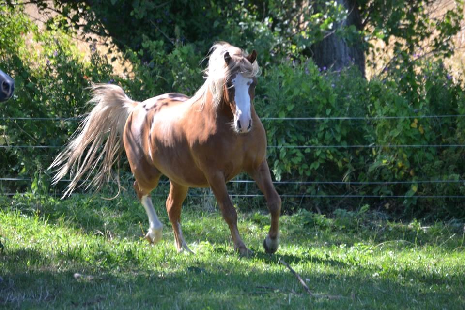 Welsh Mountain (sec A) Fakla Calypso - Som 2 års Foto: Zanne Jedig billede 4