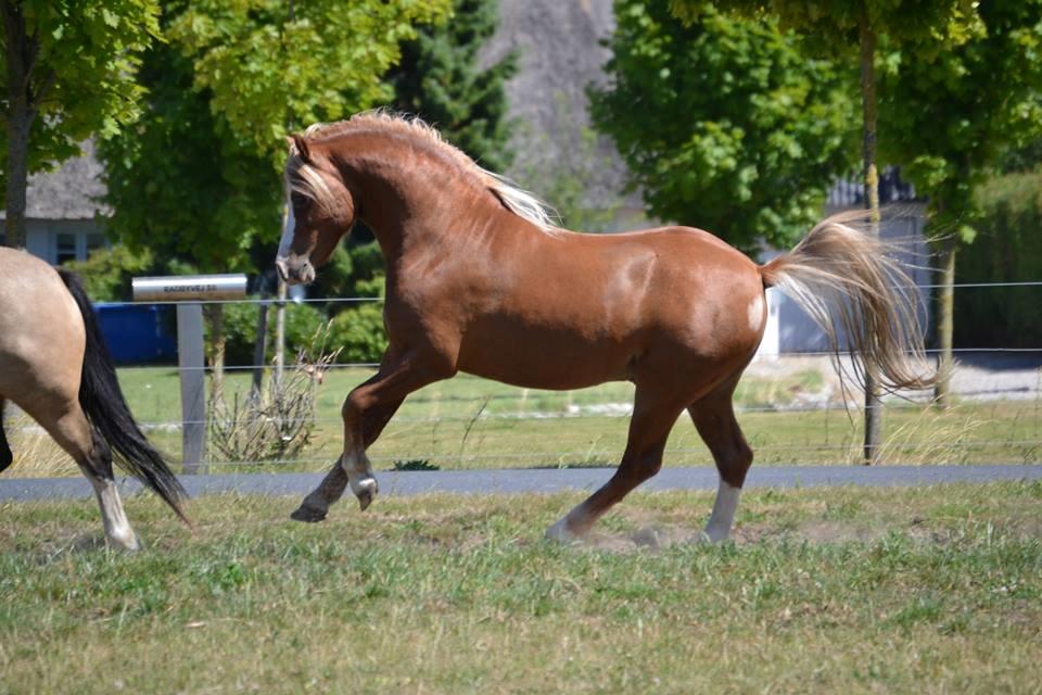 Welsh Mountain (sec A) Fakla Calypso - 2 års. Foto Zanne Jedig billede 5