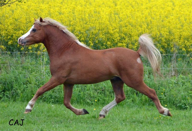 Welsh Mountain (sec A) Fakla Calypso - Som 2 Års Foto: Charlotte Jensen billede 6