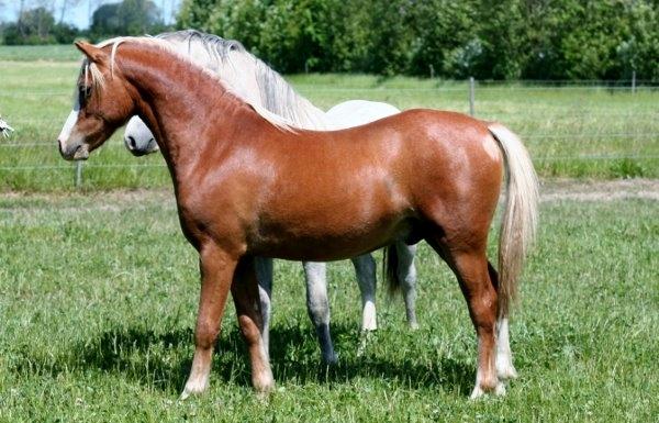 Welsh Mountain (sec A) Fakla Calypso - 1 års Hos avler Fakla  billede 7