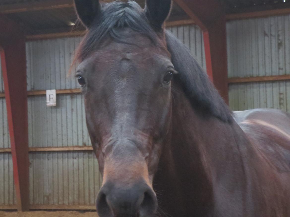 Dansk Varmblod Curly Ladegaard <3 billede 8