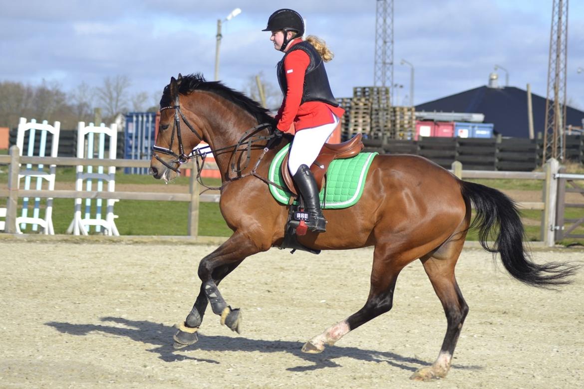 Polsk Varmblod She Can - Hjallerup C stævne 13.04.2017 billede 16