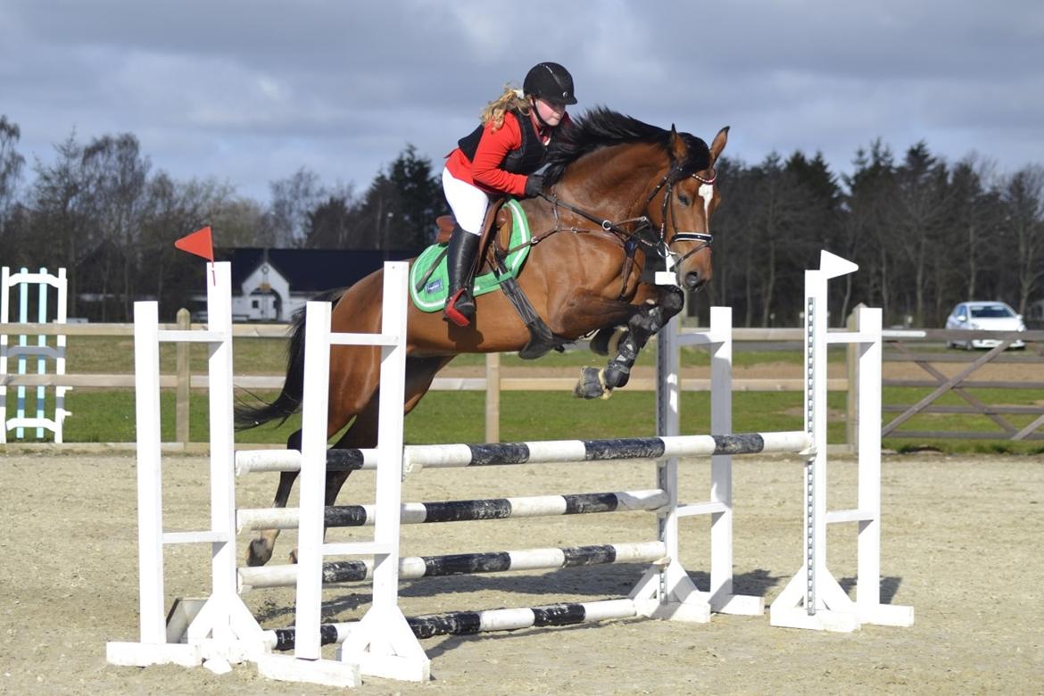 Polsk Varmblod She Can - Hjallerup C stævne 13.04.2017 billede 2