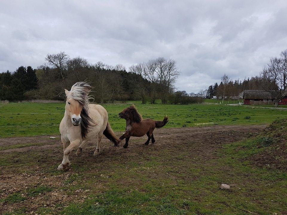Shetlænder Annagaard Unesco - 14/04-17 Nessie leger med Ismo <3 billede 2