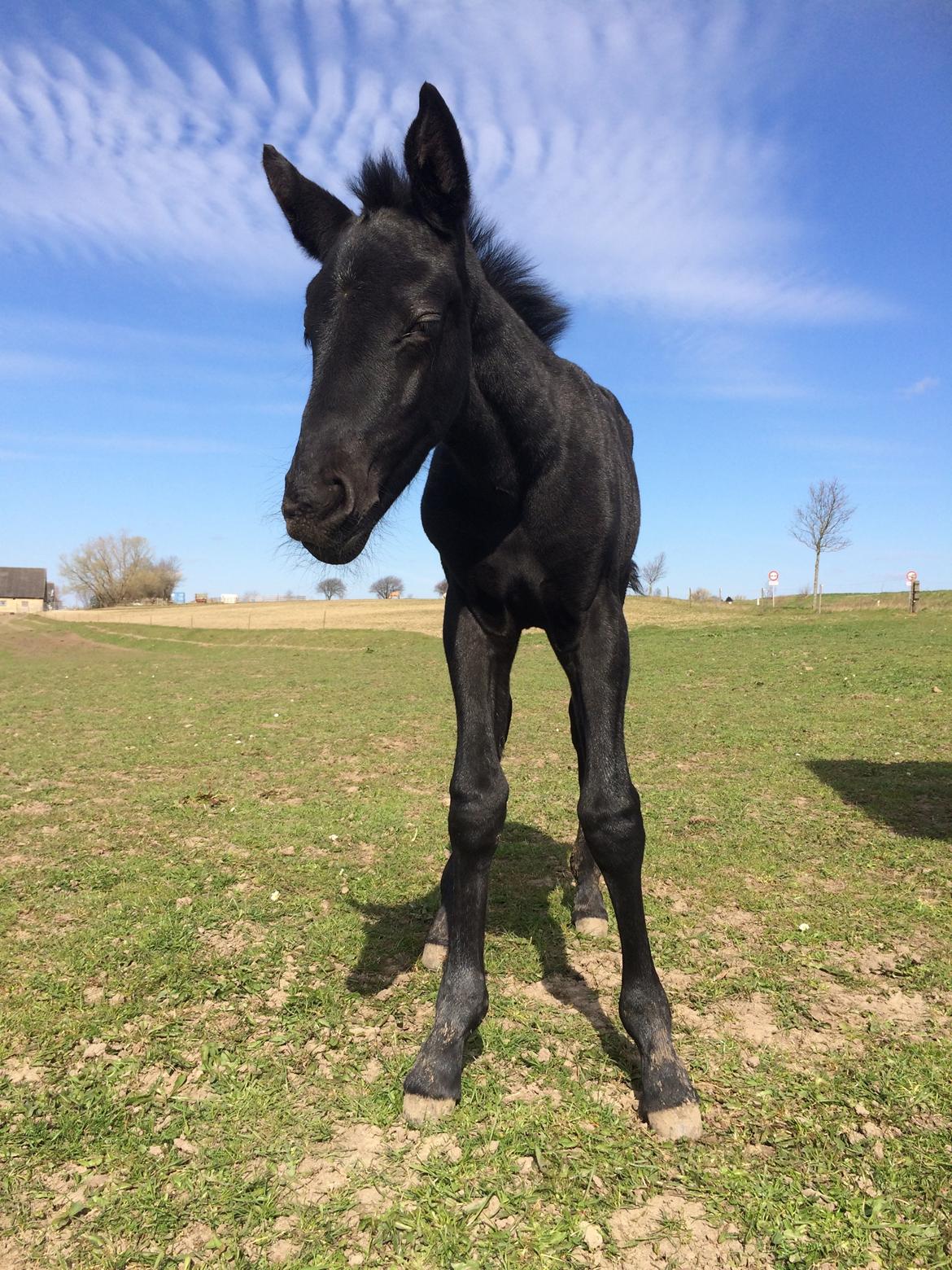 Oldenborg Cher de frei M.A.T.C.H - Cher, April 2015 billede 6