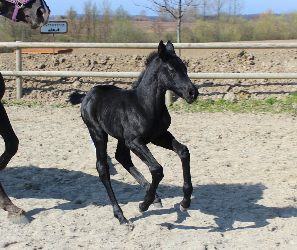 Oldenborg Cher de frei M.A.T.C.H - Cher, et par uger gammel, 2015 billede 10