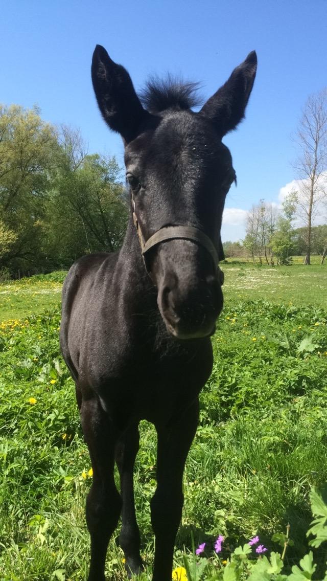 Oldenborg Cher de frei M.A.T.C.H - Cher, sommer 2015 billede 14