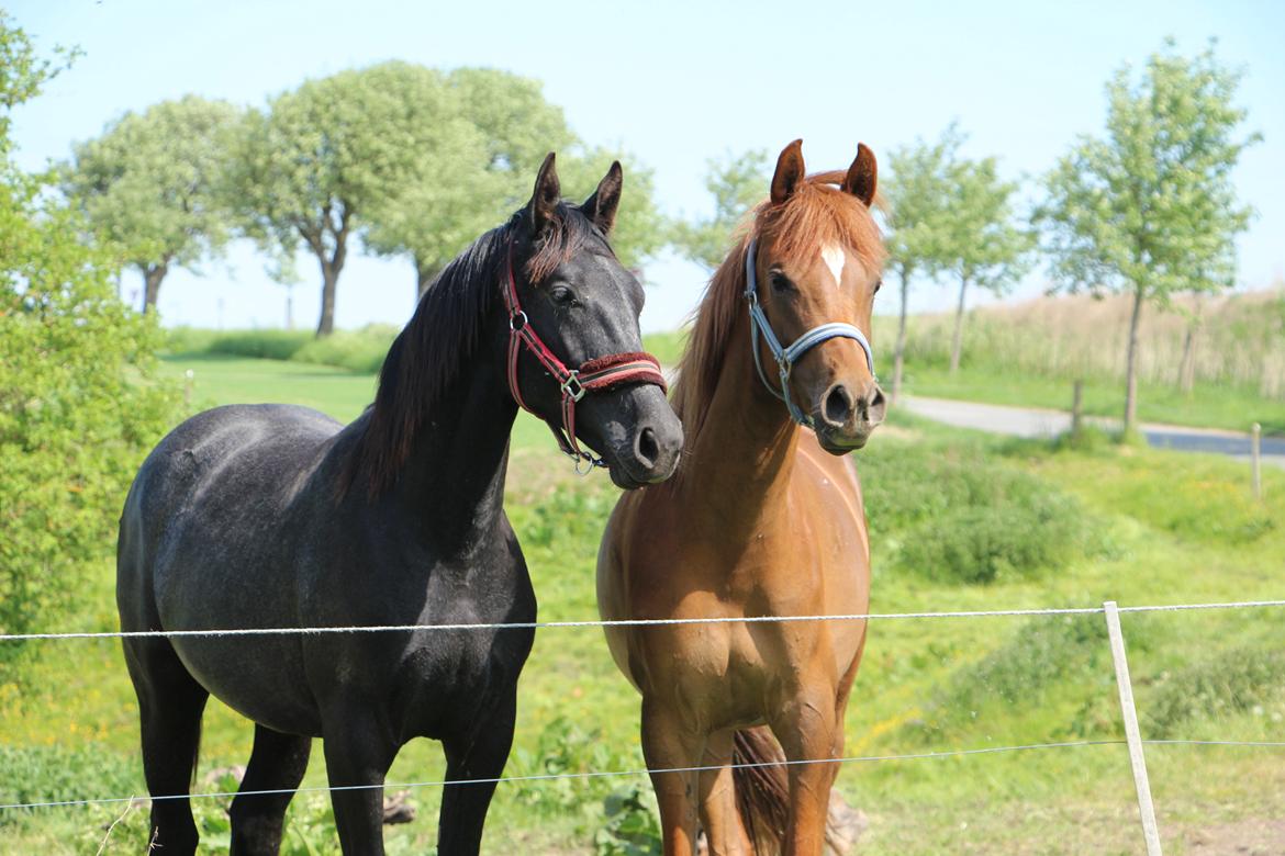 Oldenborg Cher de frei M.A.T.C.H - Cher, sommer 2016 billede 7