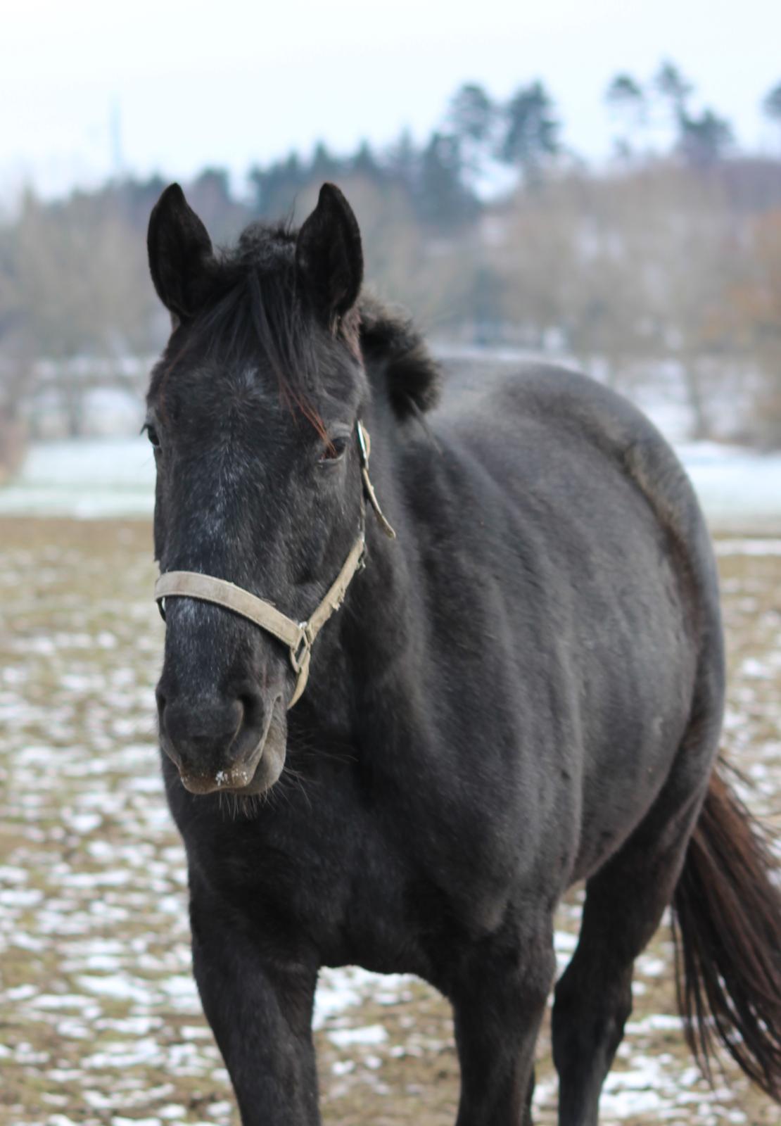 Oldenborg Cher de frei M.A.T.C.H - Cher, februar 2017 billede 4