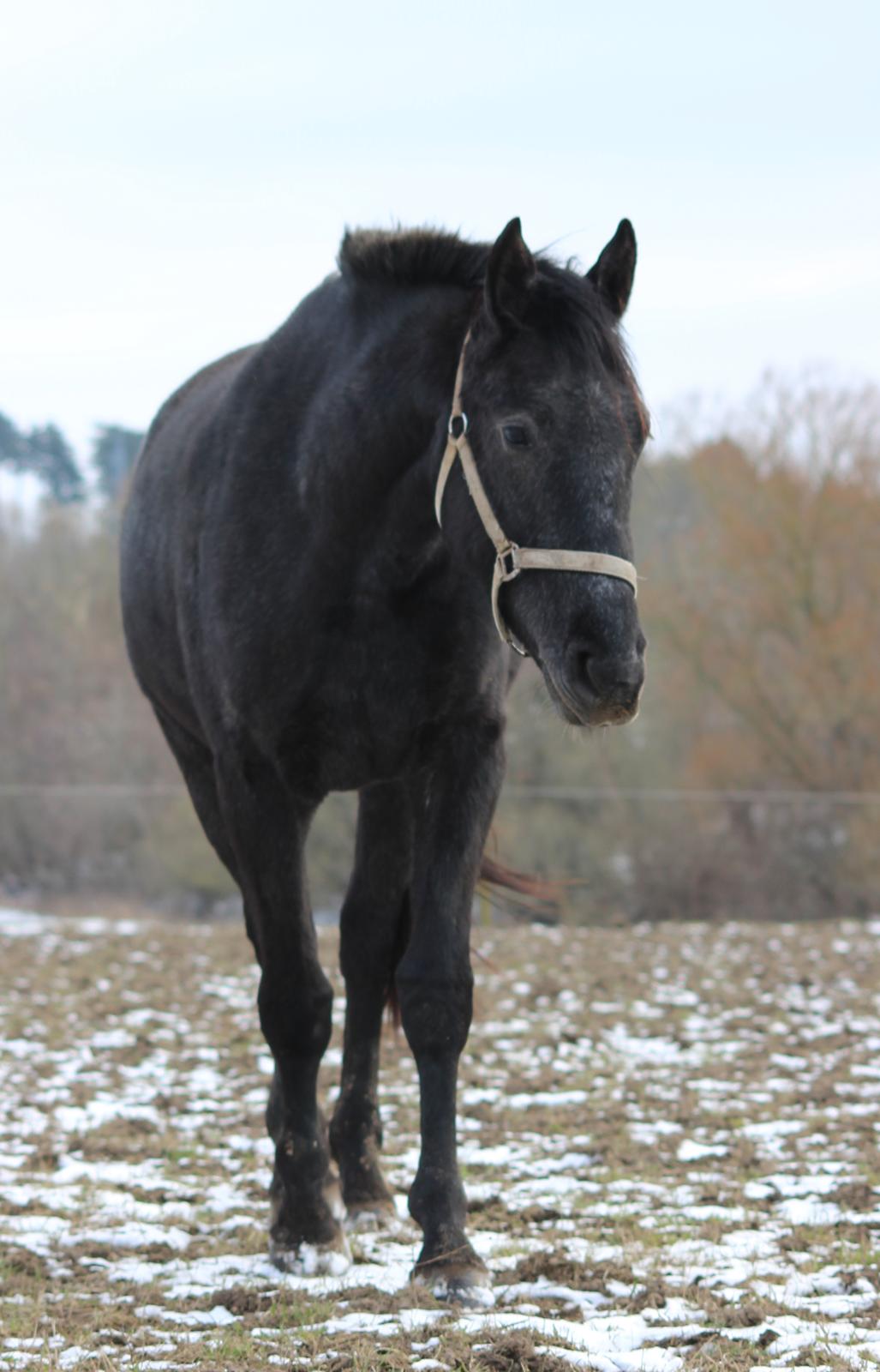 Oldenborg Cher de frei M.A.T.C.H - Cher, februar 2017 billede 16