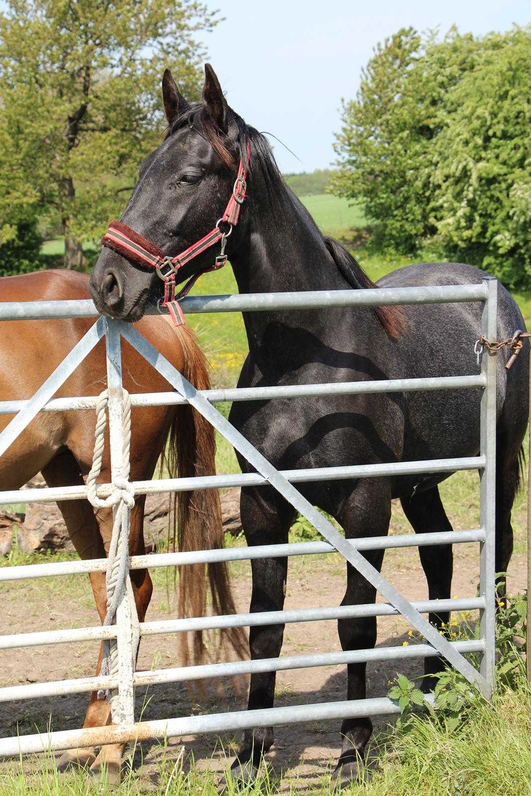 Oldenborg Cher de frei M.A.T.C.H - Cher, sommer 2016 billede 20