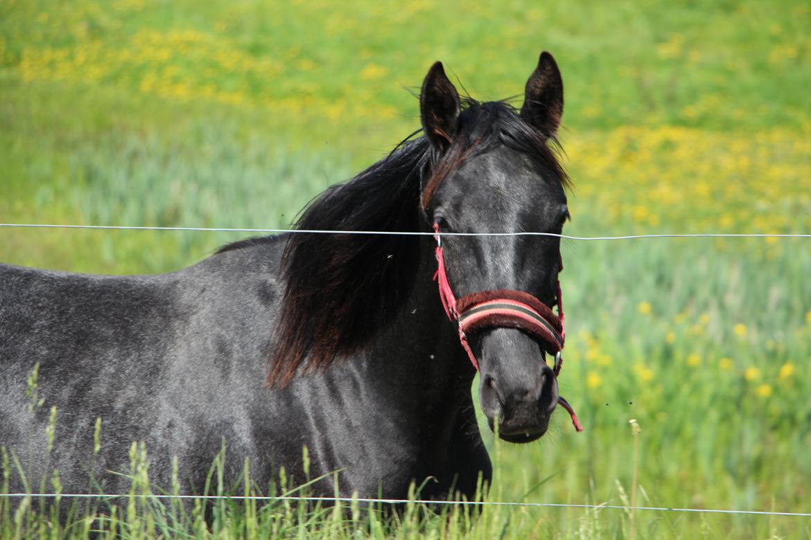 Oldenborg Cher de frei M.A.T.C.H - Cher, sommer 2016 billede 18