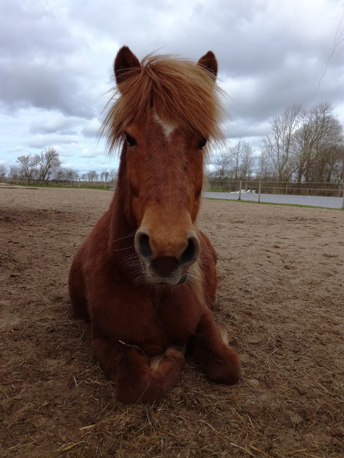 Islænder Katla fra Jannerup billede 14
