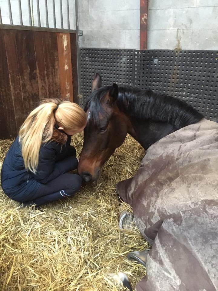 Dansk Varmblod Calibra-agg billede 9