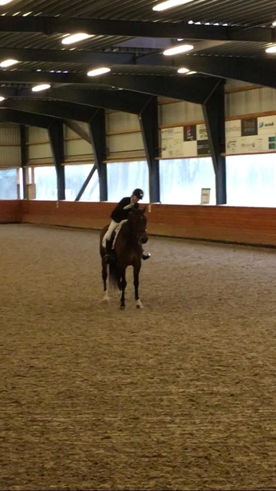 Dansk Varmblod Calibra-agg - Fra vores første LA4! 2. plads med 68.235% - stjernehest! billede 6