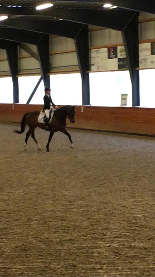 Dansk Varmblod Calibra-agg - Fra vores første LA4! 2. plads med 68.235% - stjernehest! billede 5